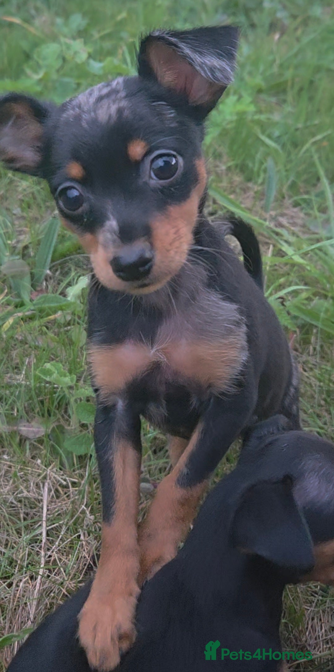 Miniature Pinscher dogs for sale: Miniture Pinscher/Prague Ratter  - Image 13