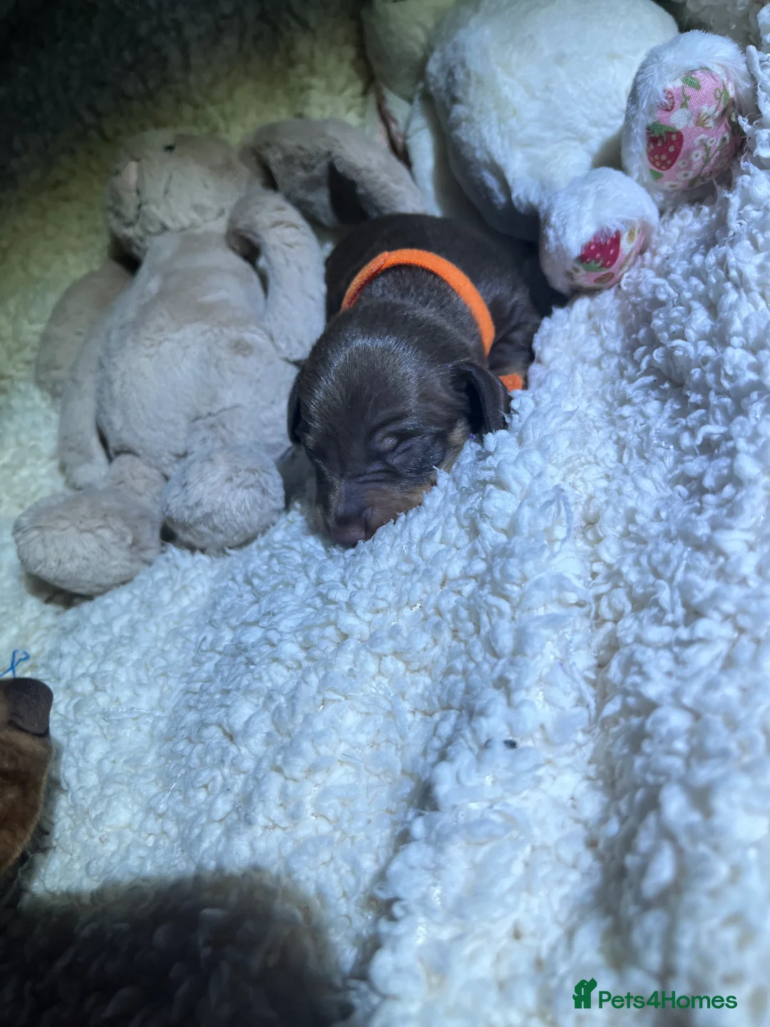 Miniature Dachshund dogs for sale: Miniature dachshund for sale  - Advert 10