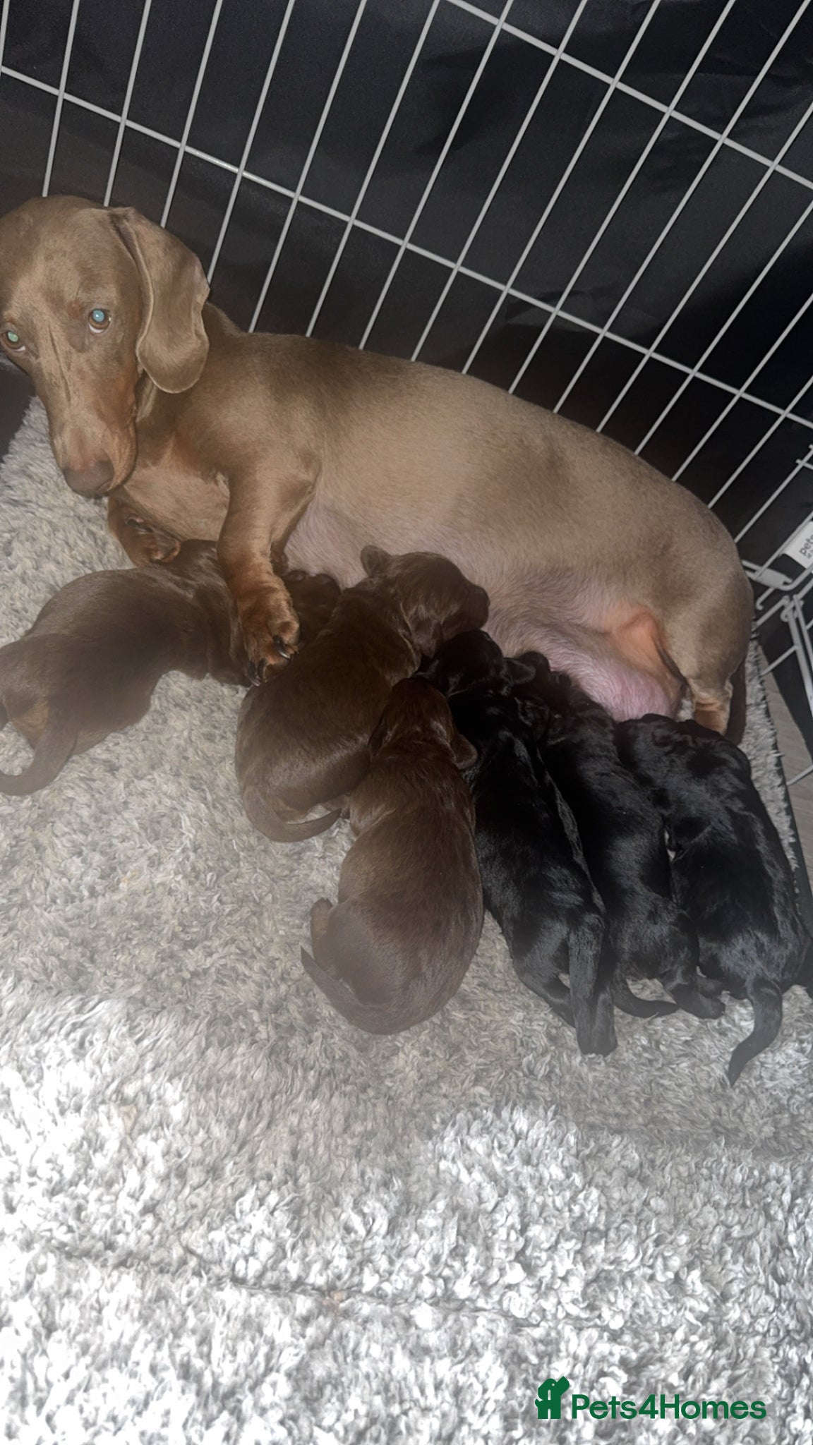 Mixed Breed dogs Doxiepoos puppies  - Advert 2