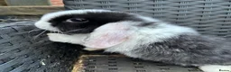 Mini Lop rabbits for sale: Male mini lop looking for his forever home  - Advert 2