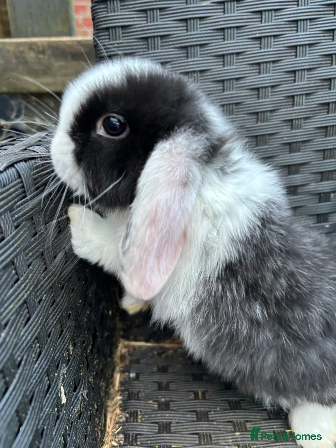 Mini Lop rabbits for sale: Male mini lop looking for his forever home  - Advert 2