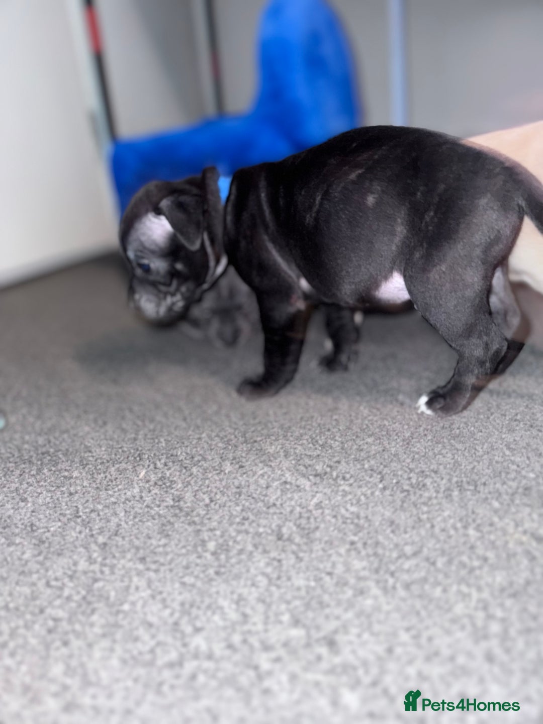 Mixed Breed dogs for sale: 2 black/brindle boys remaining  - Advert 5