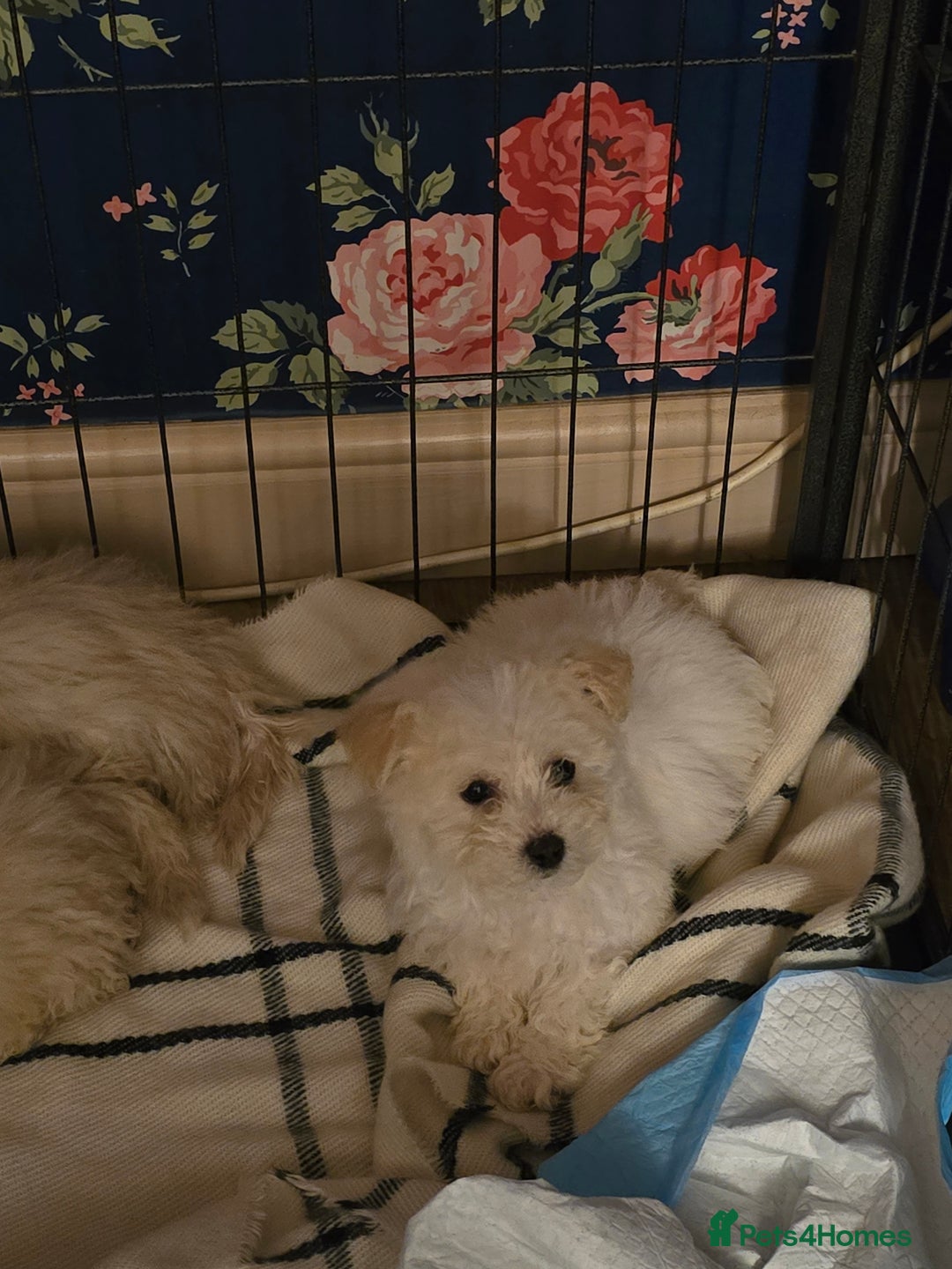 Poochon dogs for sale: Poochon  - Advert 5