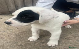 Mixed Breed dogs for sale: Pointerdor puppies - Image 4