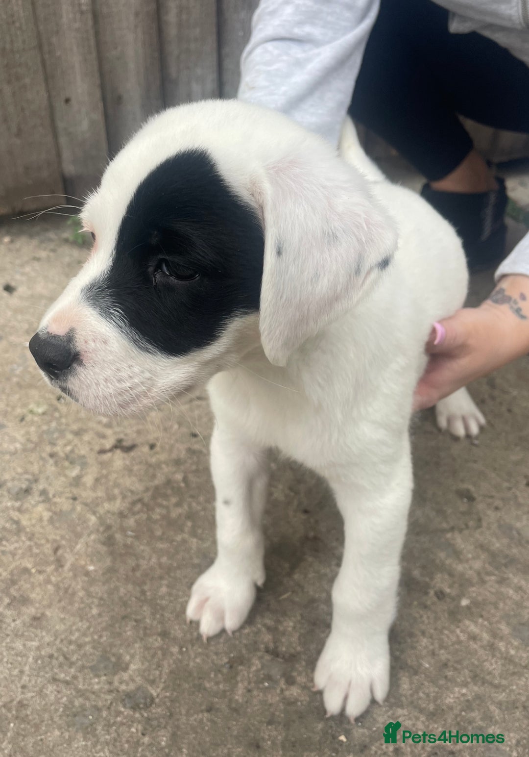 Mixed Breed dogs for sale: Pointerdor puppies - Image 4