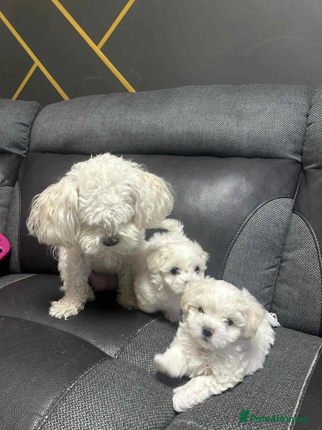 Maltese dogs for sale: Bichon Frise 2 lovely boys - Advert 8