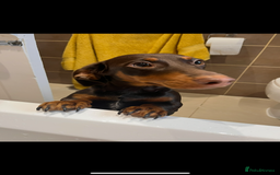 Dachshund dogs for sale: Female dachshund  - Image 1