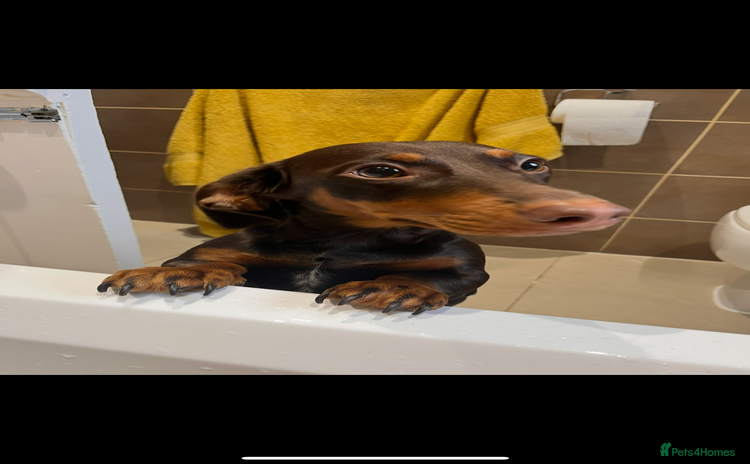 Dachshund dogs - Advert 9