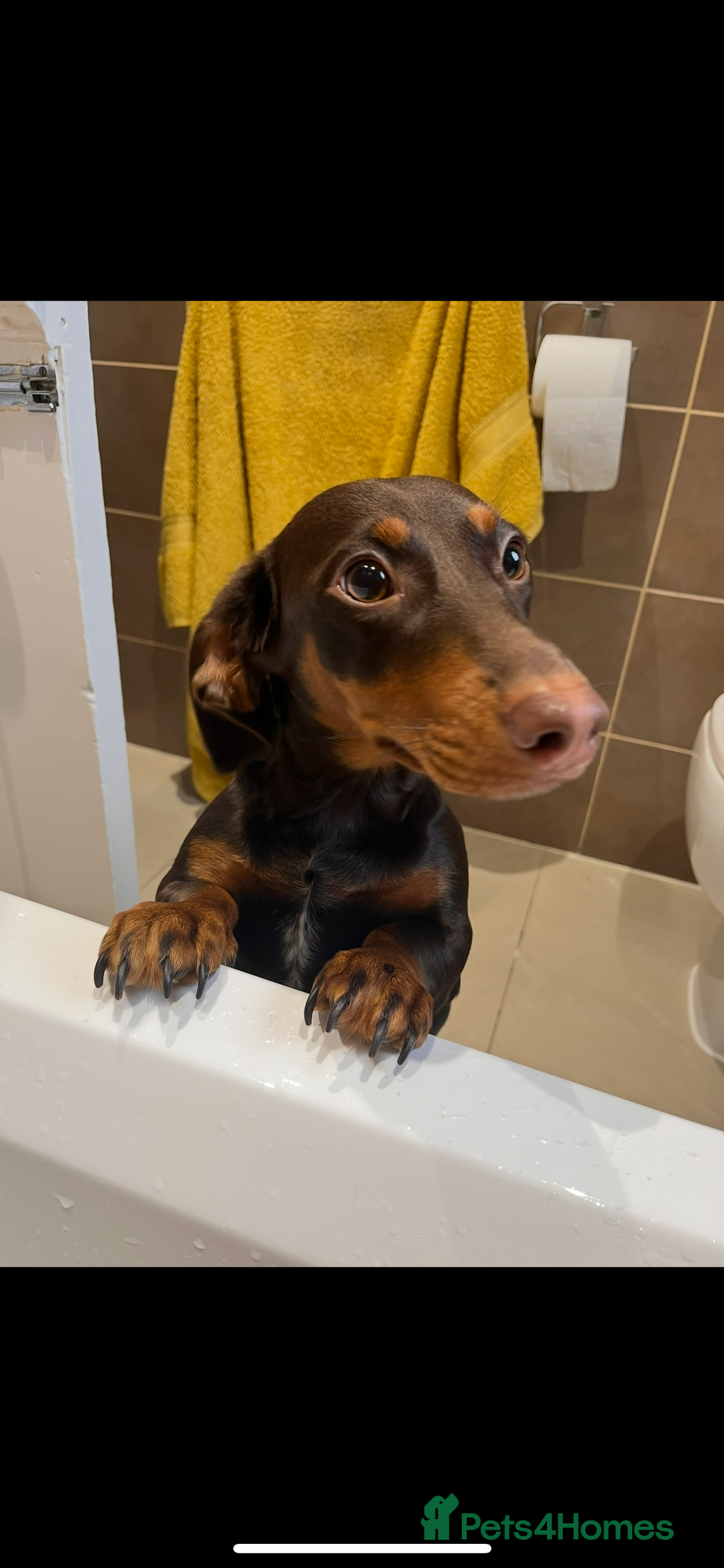 Dachshund dogs for sale: Female dachshund  - Image 1