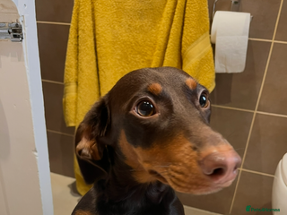 Dachshund dogs - Advert 18