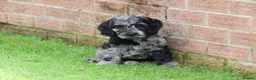 Cockapoo dogs for sale: F1 COCKAPOO PUPPIES FOR SALE - Advert 6