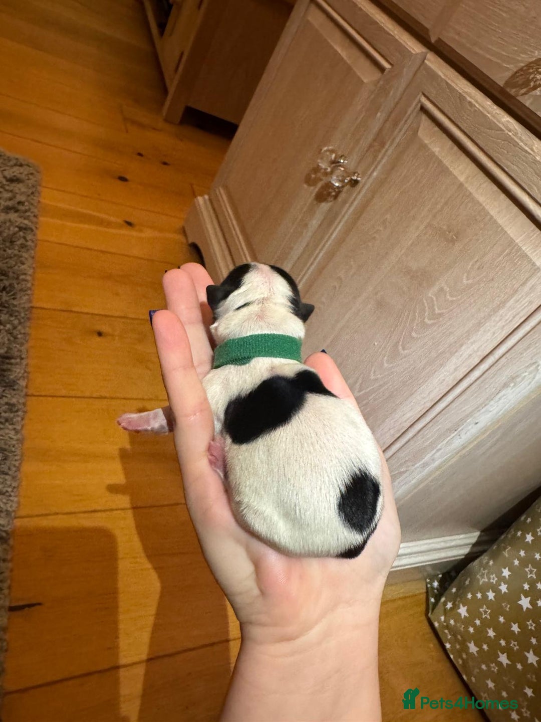 Biewer Terrier dogs for sale: Biewer Terrier Puppies  - Advert 8