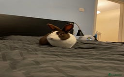 Dutch rabbits for sale:  🐇 Rehoming – Luke (Dutch, Male, 2yrs) - Advert 2