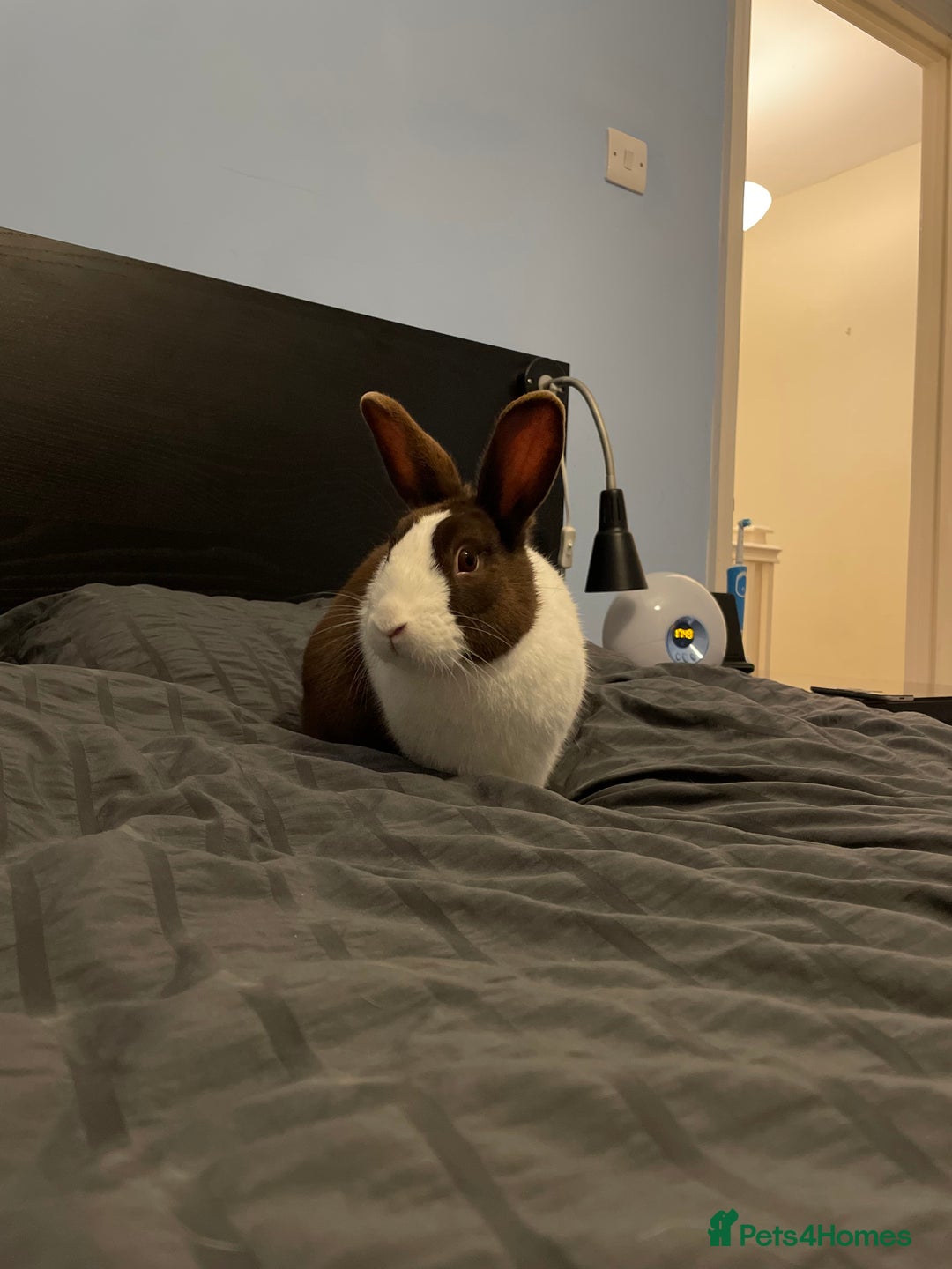 Dutch rabbits for sale:  🐇 Rehoming – Luke (Dutch, Male, 2yrs) - Advert 2