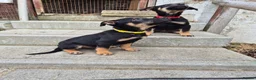 Mixed Breed dogs for sale: 8 Huntaway x puppies for sale - Advert 6