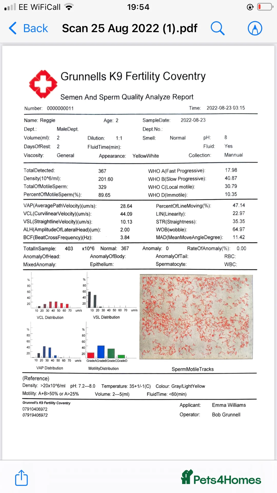 Miniature Dachshund dogs for stud: Well proven, KC, PRA clear Miniature Dachshund in Hinckley - Advert 7
