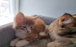 Maine Coon cats for sale: Beautiful Maine Coon kittens  - Image 14