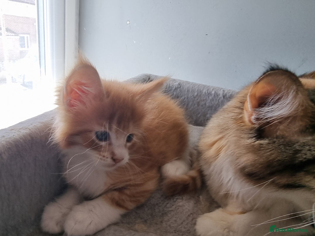 Maine Coon cats for sale: Beautiful Maine Coon kittens  - Image 14