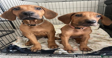 Rhodesian Ridgeback dogs in Scunthorpe - Advert 4