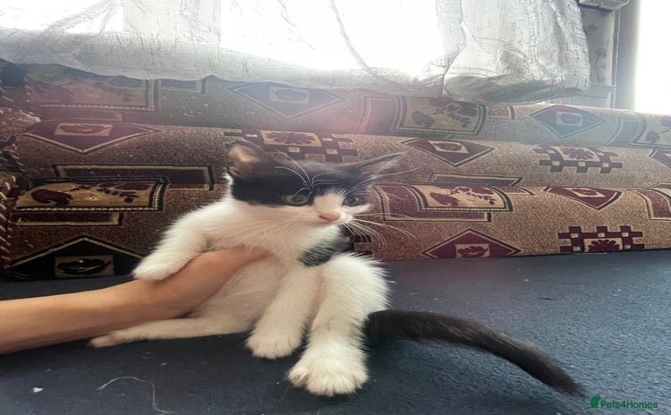 Turkish Angora cats - Advert 5