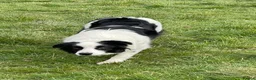 Border Collie dogs for sale: Absolutely Gorgeous Black&White Border Collie Pups - Advert 8