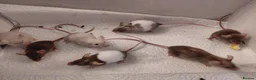 Mouse rodents for sale: Female mice - Advert 6