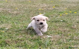 Mixed Breed dogs for sale: Spaniel Collie Cross Puppies  - Image 12