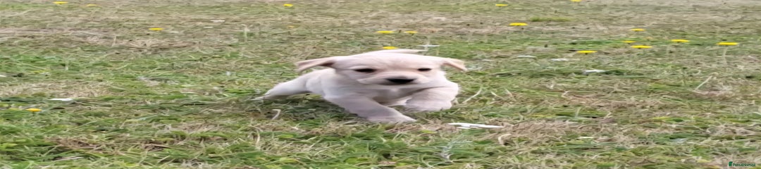 Mixed Breed Puppy 4