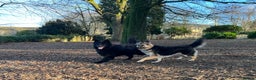 German Shepherd dogs for stud: Solid Black Long Coat German Shepherd Dog at Stud - Advert 19