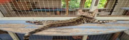 Mixed Breed cats for sale: Beautiful 3/4 Bengal, 1/4 Siamese kittens  - Advert 5