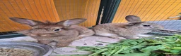 Lionhead rabbits for sale: Mini lop male and lion head female 4 month old in Manchester - Advert 1