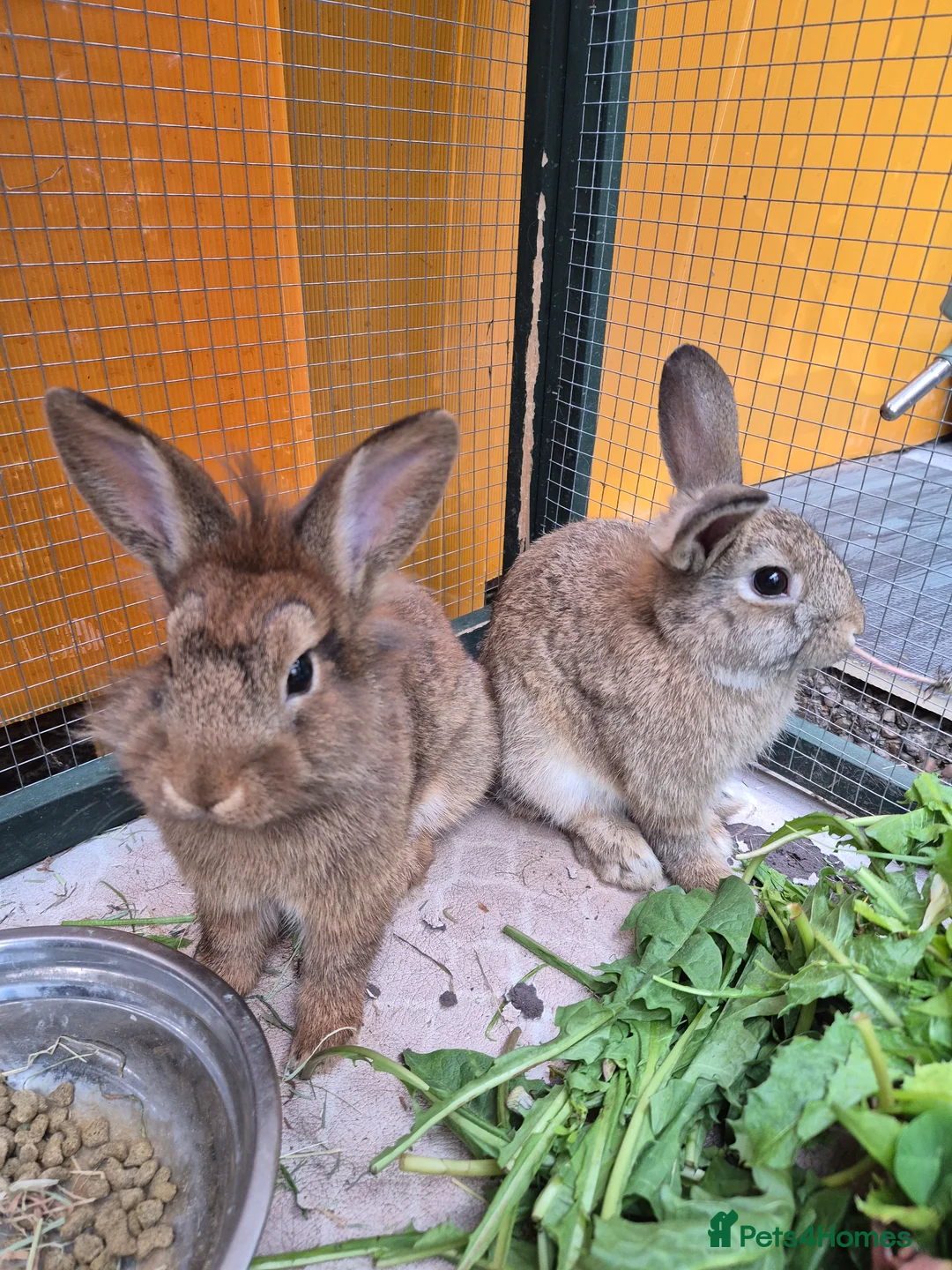 Lionhead rabbits for sale: Mini lop male and lion head female 4 month old in Manchester - Advert 1