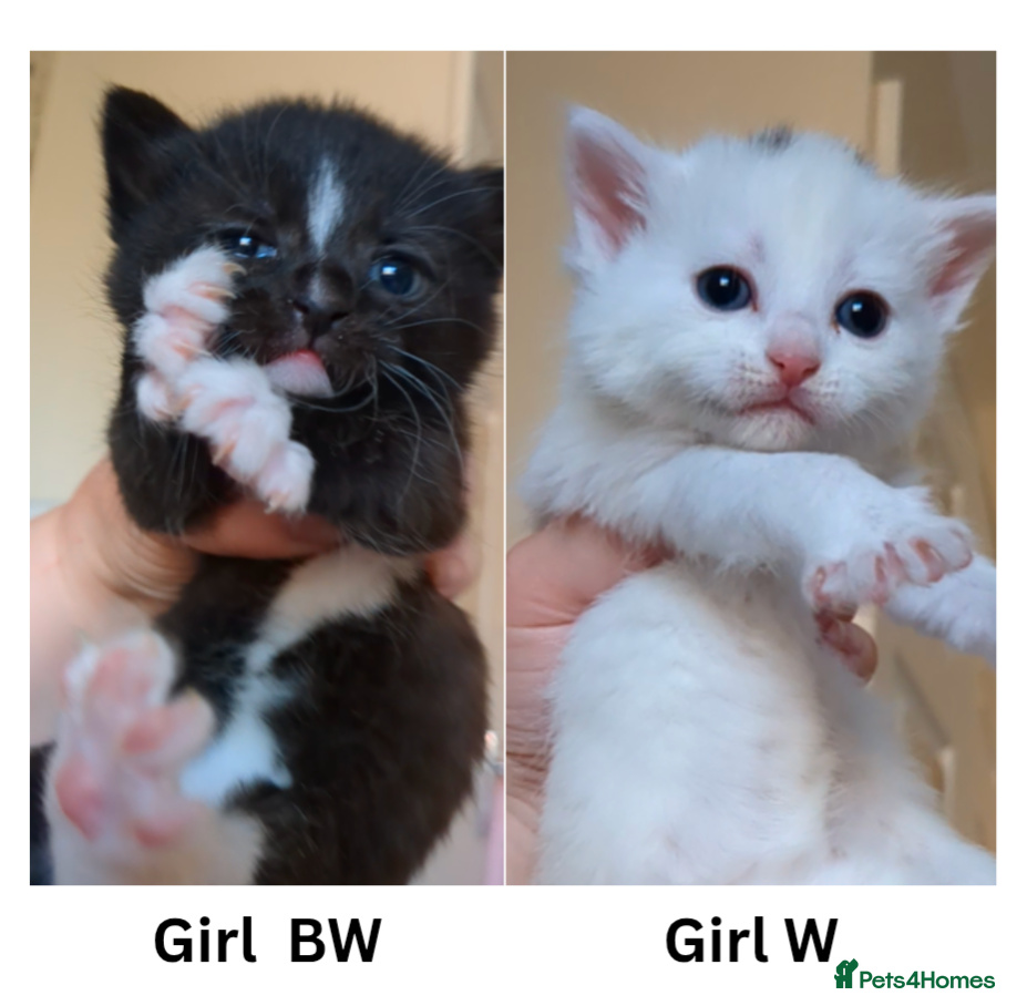 Mixed Breed cats 2 cute girl kittens- deal if they go together 🩷 - Advert 2