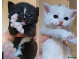 Mixed Breed cats 2 cute girl kittens- deal if they go together 🩷 - Advert 2