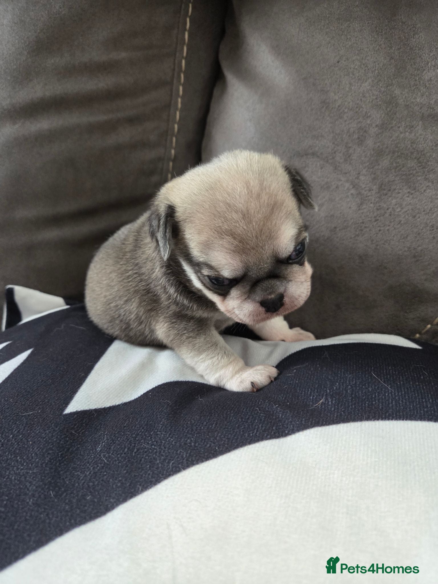 Pug dogs Male pugs - Advert 17