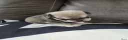 Pug dogs for sale: Male pugs - Advert 1