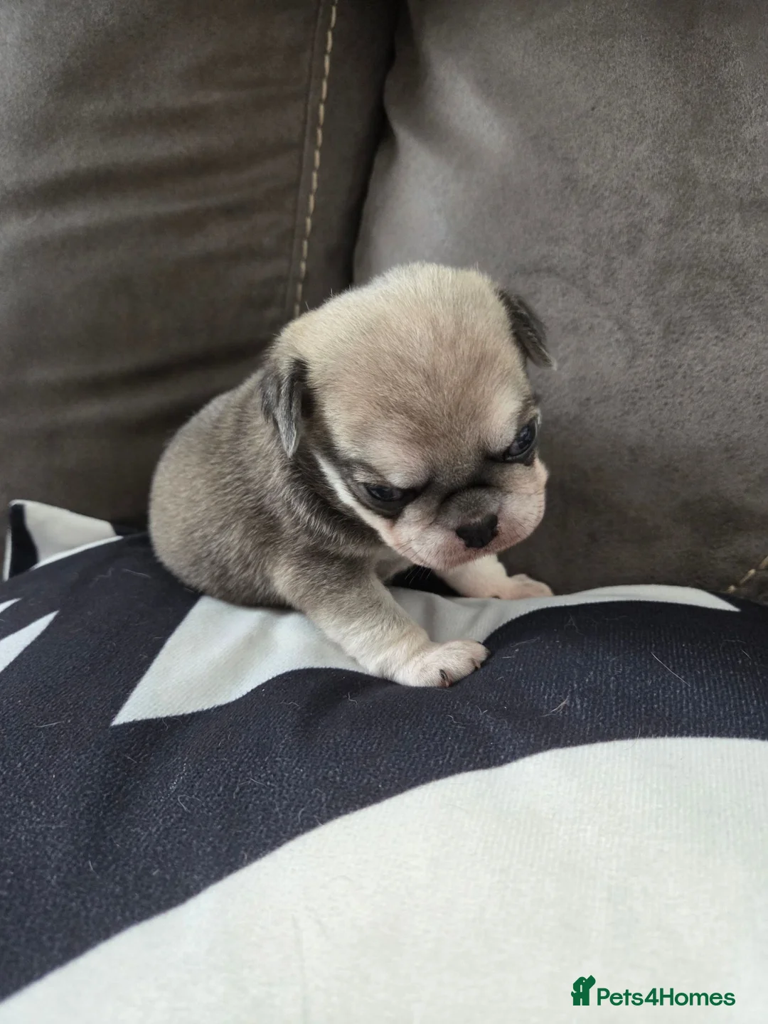 Pug dogs for sale: Male pugs - Advert 1