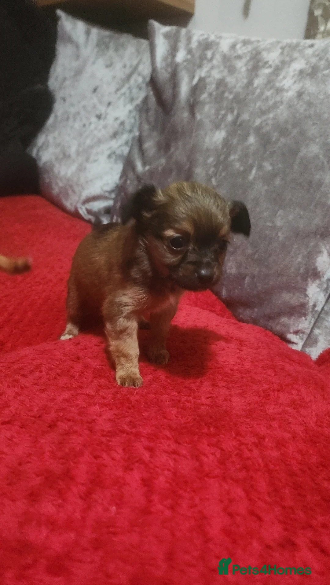 Mixed Breed dogs for sale: Looking for new laps  - Advert 3