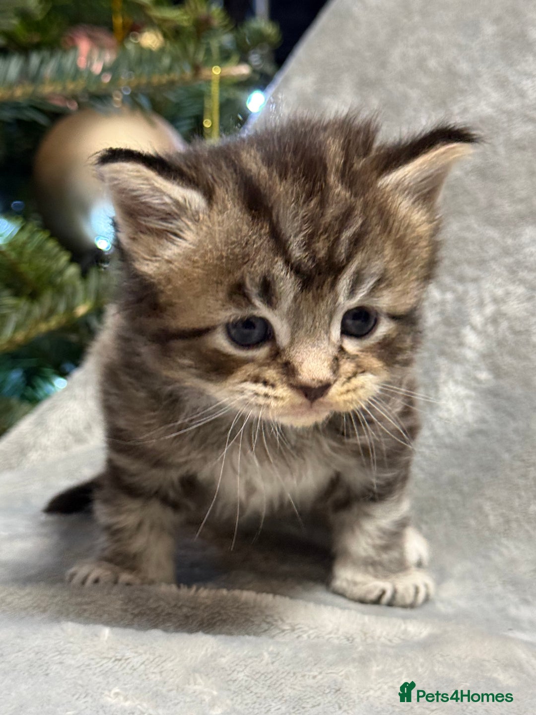 Maine Coon cats for sale: 5 adorable maine coon kittens - Advert 5