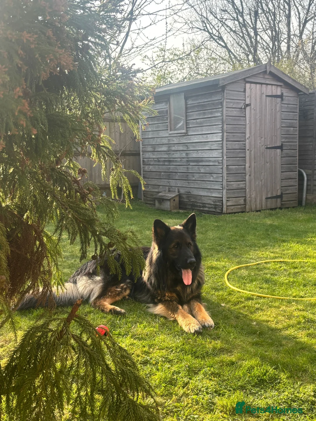 German Shepherd dogs for stud: Absolutely stunning German Shepherd dog in Saint Leonards-on-sea - Advert 13