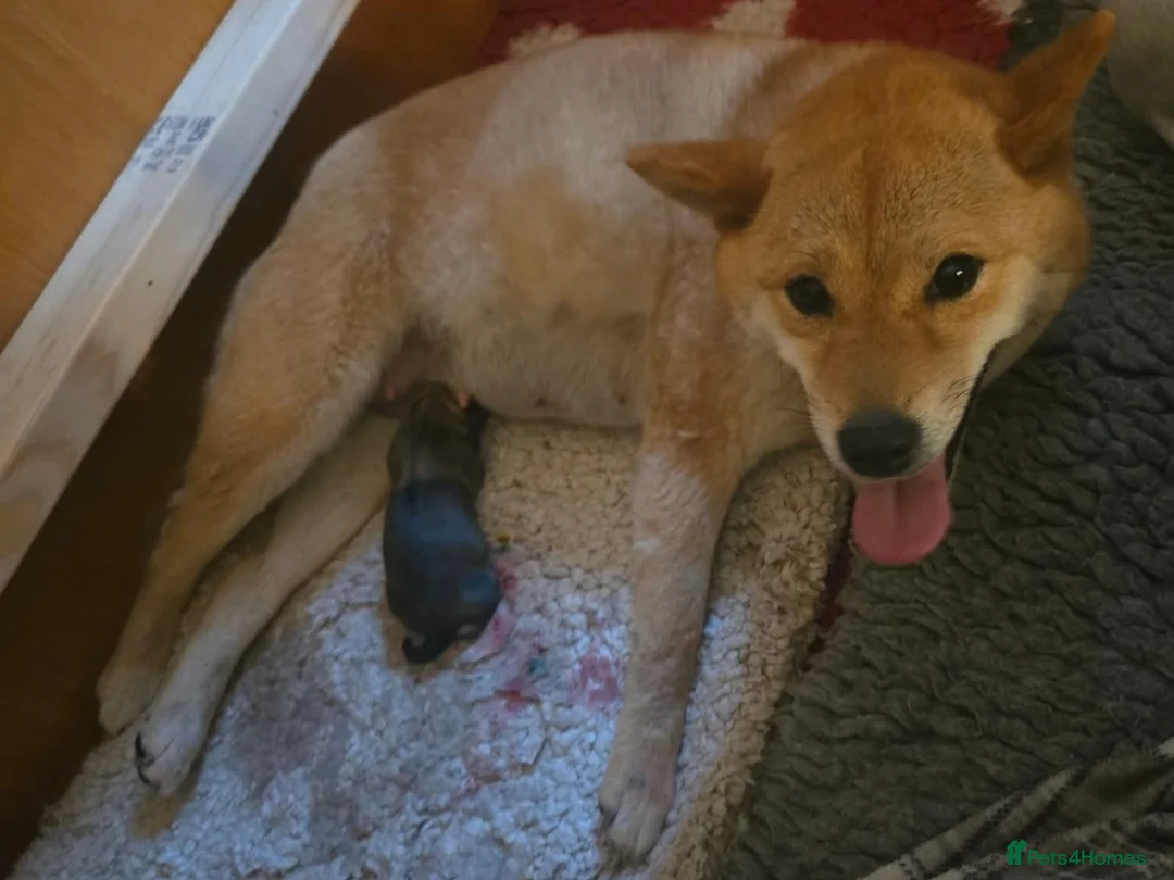 Japanese Shiba Inu dogs for sale: KC Reg Japanese Shiba Inu Male - Advert 8