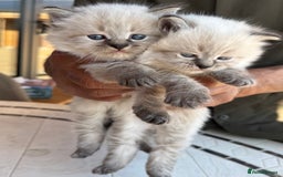 Siberian cats for sale: 🐾 Blue-Eyed Siberian Kittens- 1 Boy & 1 Girl 🐾 - Image 5