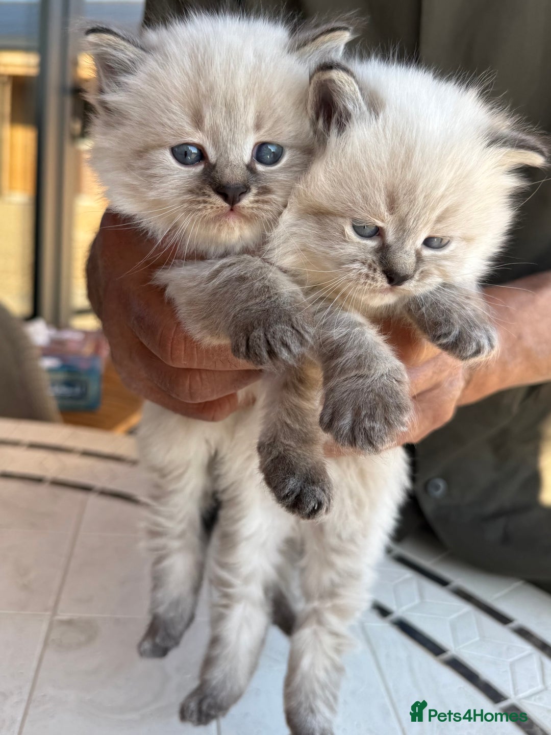 Siberian cats for sale: 🐾 Blue-Eyed Siberian Kittens- 1 Boy & 1 Girl 🐾 - Image 5
