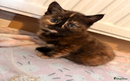 Maine Coon cats for sale: Part Maine Coon READY 8th December  - Advert 10