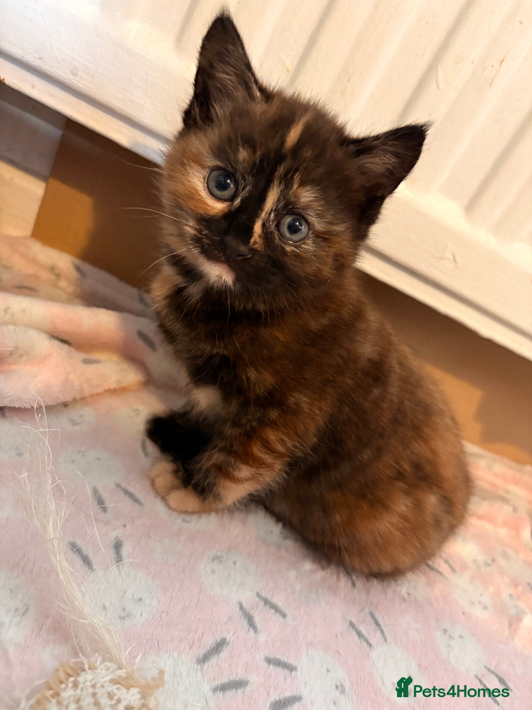 Maine Coon cats for sale: Part Maine Coon READY 8th December  - Advert 10