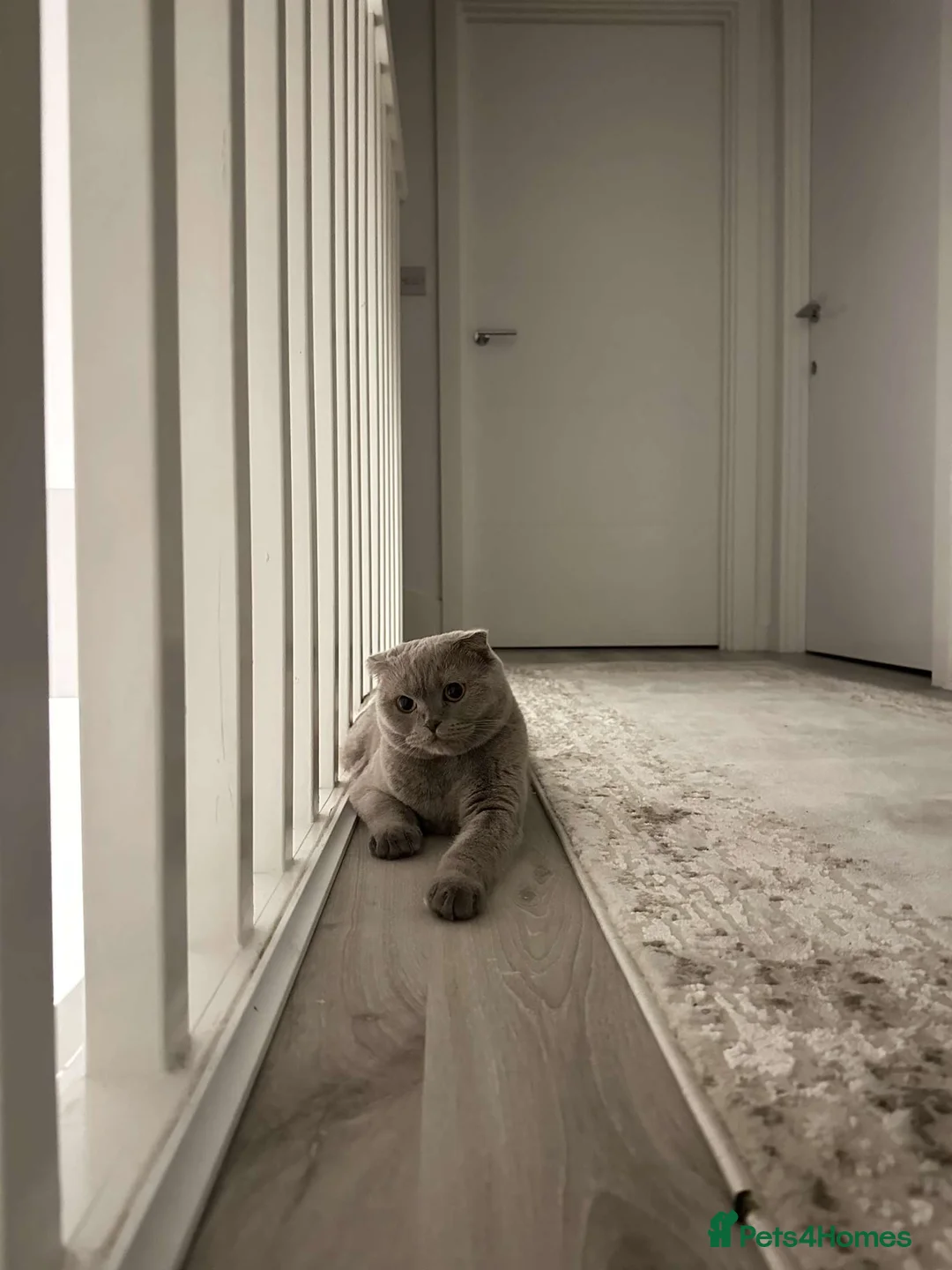 British Shorthair cats for sale: British shorthair cat - Advert 4