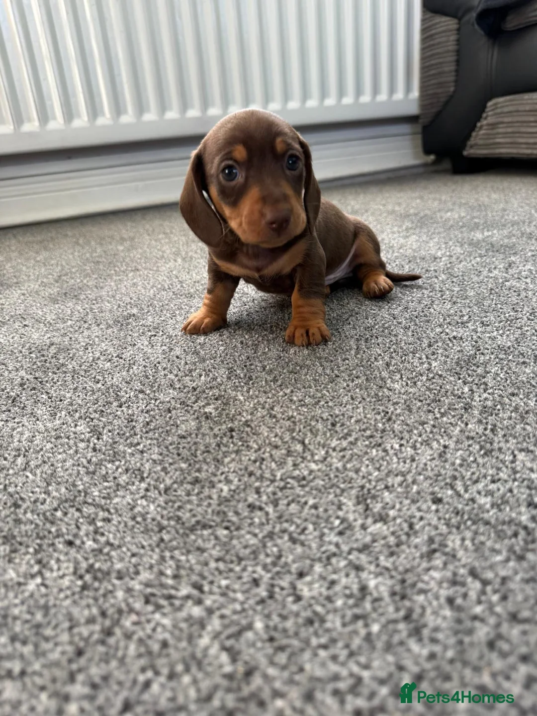 Dachshund dogs for sale: One female available  - Advert 9