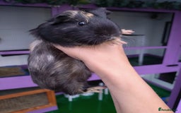 Guinea Pig rodents for sale: Baby Guinea pigs  - Image 3