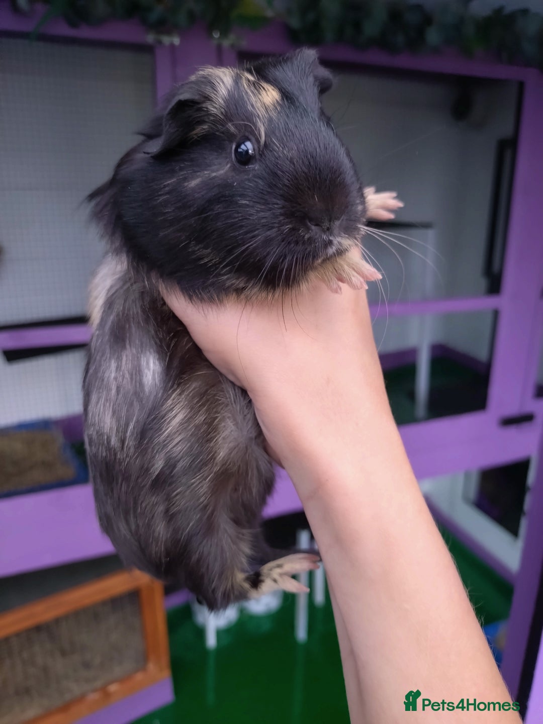 Guinea Pig rodents for sale: Baby Guinea pigs  - Image 3