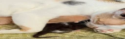 Domestic Shorthair cats for sale: sweet kittens for sale ❤️ in Southampton - Advert 5